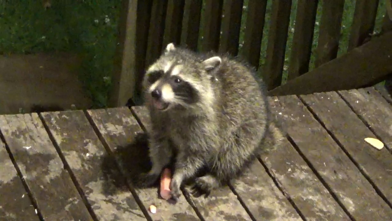 FRIDAY RACCOON DINER BUSY