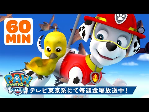 動物の赤ちゃんのレスキューに向かうパウ・パトロール！マーシャルといっしょ🐥 １時間特集 | Broadcast on TV Tokyo