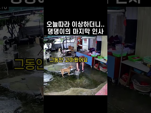 "갑자기 왜 그래?.." 댕댕이가 주인에게 마지막 인사를 한 이유