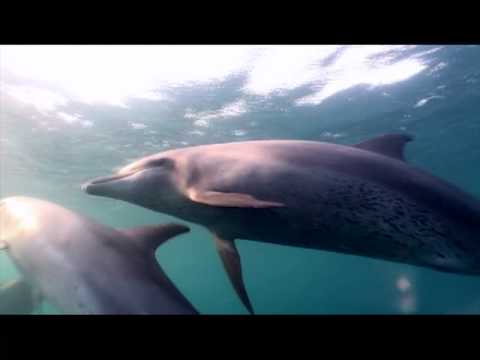Nadar con delfines en el Mar Rojo