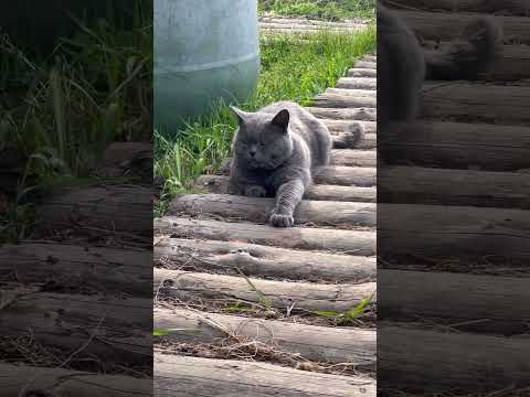 Британский кот на отдыхе