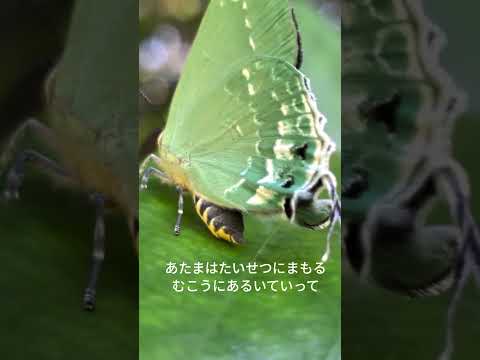 たべるならどうぞ