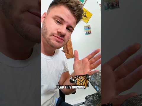 Update on emerged Monarch #butterfly #monarch #learn #Outdoors #wildlife