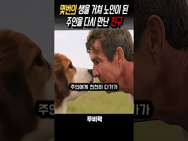 몇번의 생을거쳐 주인을찾은 개 #영화