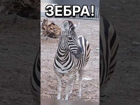 Ця зебра дуже мила, не пропусти! #зебра #тварини #animals #funnyanimals #зебри #animalshorts