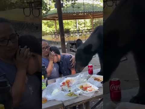 Mum shields son from bear at picnic