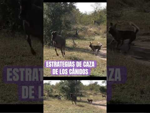 estas son sólo algunas de las estrategias de caza de los cánidos 🐕 #animales #curiosidades