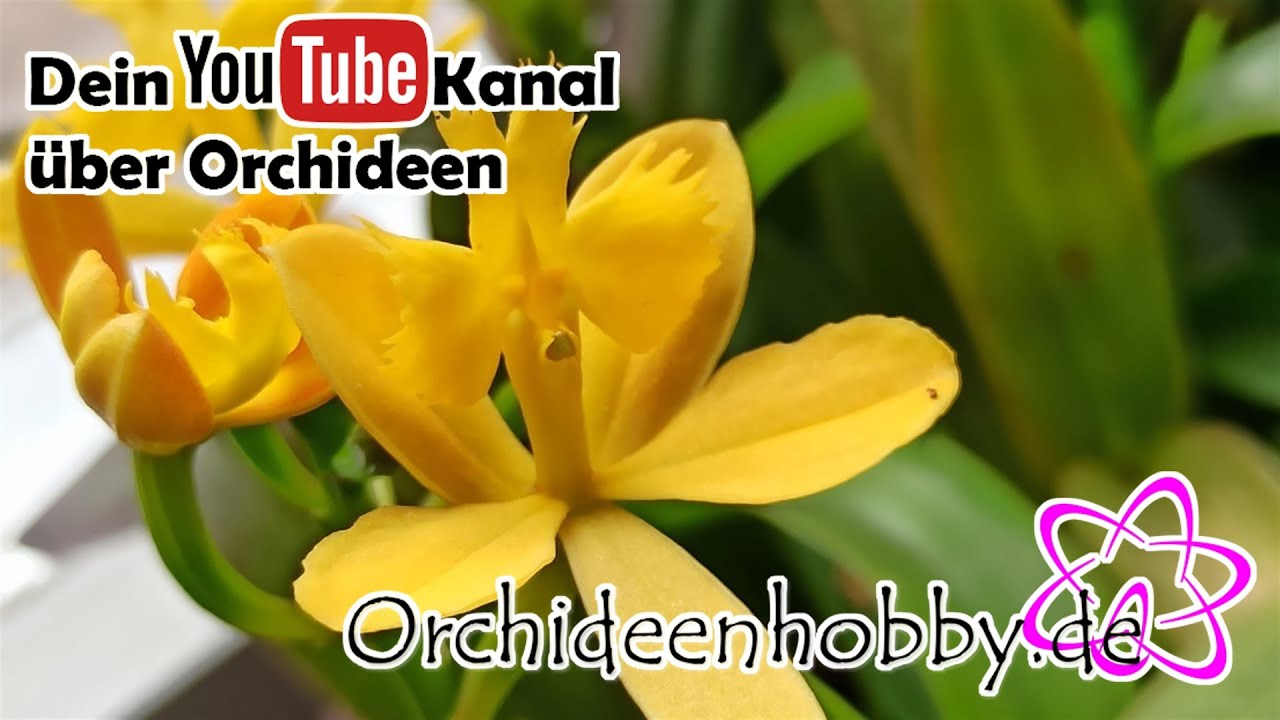 Wie Gieße Ich Im Winter Meine In Colomi Gepflanzten Orchideen