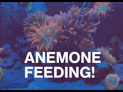 Feeding Anemones In The Innovative Marine SR80 Lag Check out how I feed my anemones in the 80 gal lagoon.

I am not sponsored by any company below or i