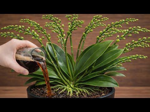 Sadece üstüne serpin! Çiçeksiz orkide aniden çilginca çiçek açar