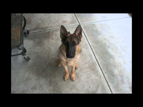 Time Lapse: Puppy to Adult in 40 seconds. Dunder