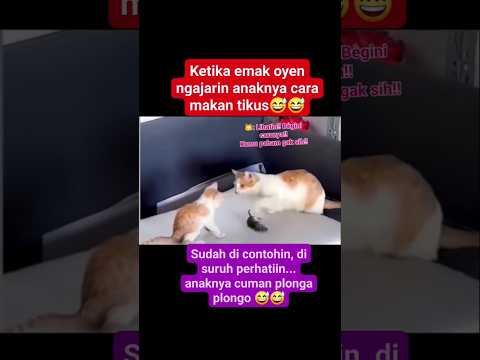 ibu kucing mengjarkan anaknya dengan sabar😅#cat #kucing #funny #shorts