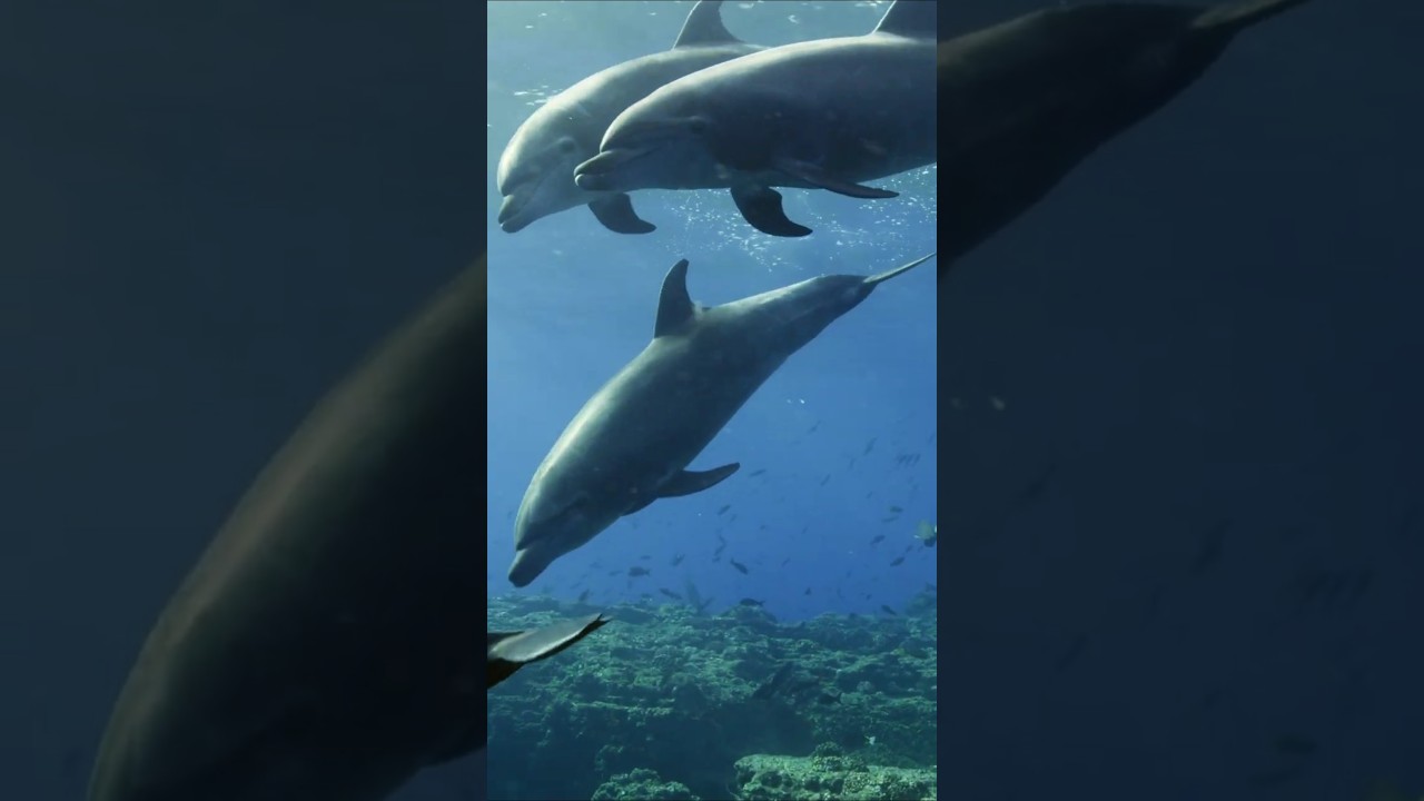 Cetaceans Sleep with Half Their Brain #MarineLife #Ocean #Animals #Shorts