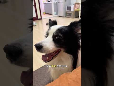 儿时的“玩伴” 边牧:一介武夫德牧:手下败将#边牧 #德牧 #养狗的乐趣 #小狗狗能有什么坏心思