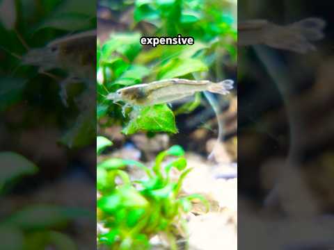 These aren’t normal Amano Shrimp! 🦐 #algaeeat 