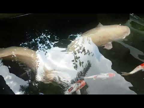 সিংগাপুর মাছের চাষ  | #মাছ #bangladesh #বাংলাদেশ #reels  #Viral #