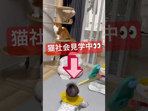 猫社会を学ぶ赤ちゃん #cat #生後5ヶ月 #赤ちゃんと猫