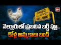 Bird Flu in Nellore : నెల్లూరులో ప్రబలిన బర్డ్ ఫ్లూ.. కోళ్ల అమ్మకాలు బంద్ | 99TV