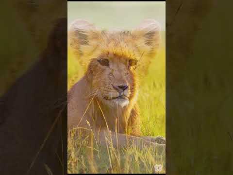 African Lions: The Kings of the Savannah #wildlife #8kscenicrelaxation #relaxingmusic