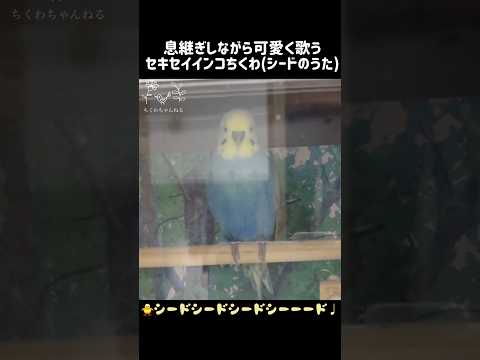 息継ぎしながら大好きなシードの歌を歌うセキセイインコちくわ #セキセイインコ #セキセイインコちくわ #ちくわ #パステルレインボー #男の子 #ちくわちゃんねる #5歳 #お喋り