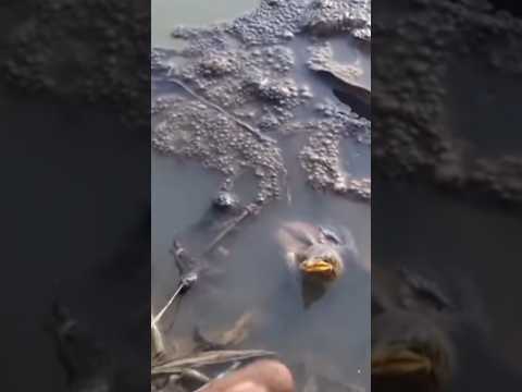 baby bird fell into the water