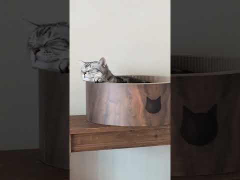 猫の動画サムネイル - アメショーのラッテ#アメリカンショートヘア #アメショ#猫との暮らし #猫と暮らす家 #猫