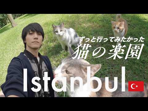 猫と人が共に暮らす街、歩いてみたらイスタンブールの虜🇹🇷【トルコ】