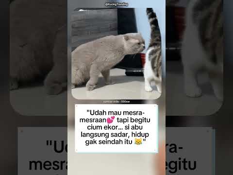 "Momen lucu kucing abu di cuekin❤️🩹"