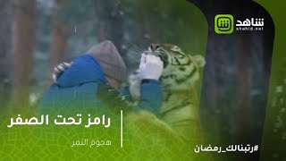 رامز تحت الصفر - لحظه هجوم النمر على quotريم مصطفىquot -
