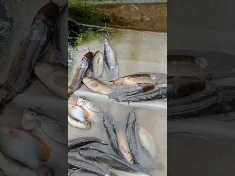 Mùa nước nổi đã đến có rất nhiều các loại cá ngon #giangluoibatca #shorts