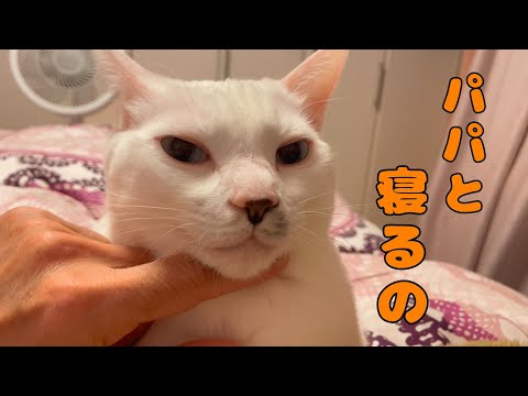 毎日パパのお腹に乗って一緒に寝たがる弟猫が可愛い