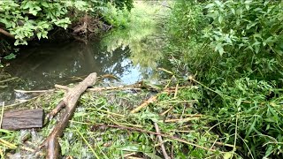 “LOVE BEAVERS, HATE FLOODING” Beaver Dam Removal Unleashes Flood On Farm