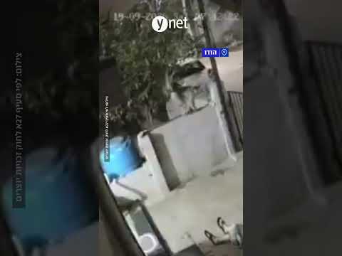 קוף זינק על אישה בת 91- והרג אותה