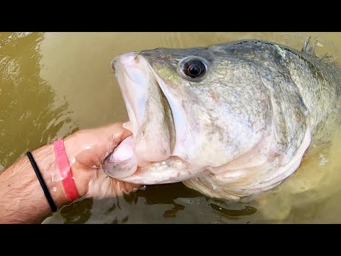 BASS OF A LIFETIME in a CITY POND?!