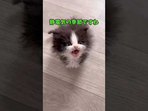 話題の猫の魅力を紹介｜癒しとかわいさ満載 サムネイル