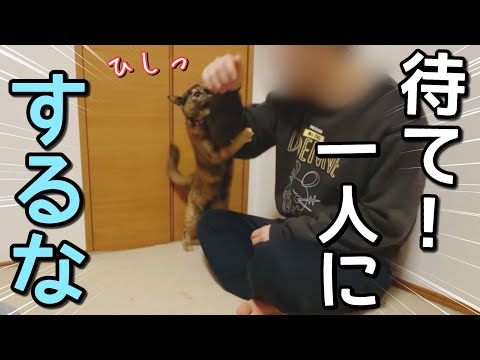 すぐ怒るけど父母が好き過ぎて膝を取り合う元野良猫