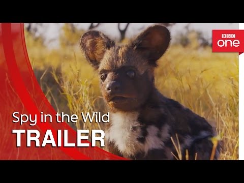 Spy in the Wild'