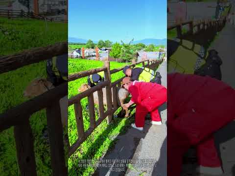 양이 울타리에 갇혔다? 경찰관의 똑똑한 구출법! 🐑