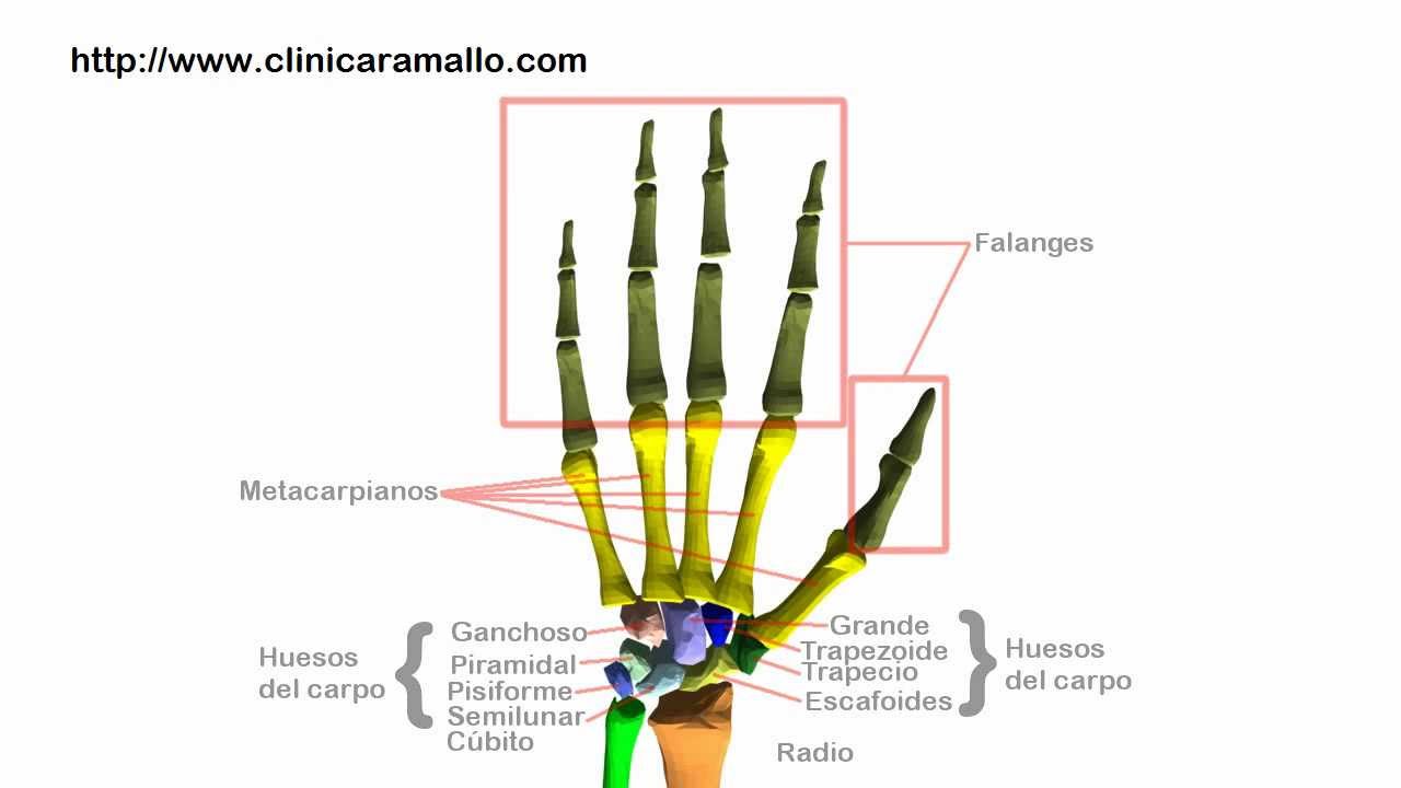 Recreación En 3d De La Anatomía De La Mano Y Muñeca Y Rx De Artrosis De Dedos Youtube 6154