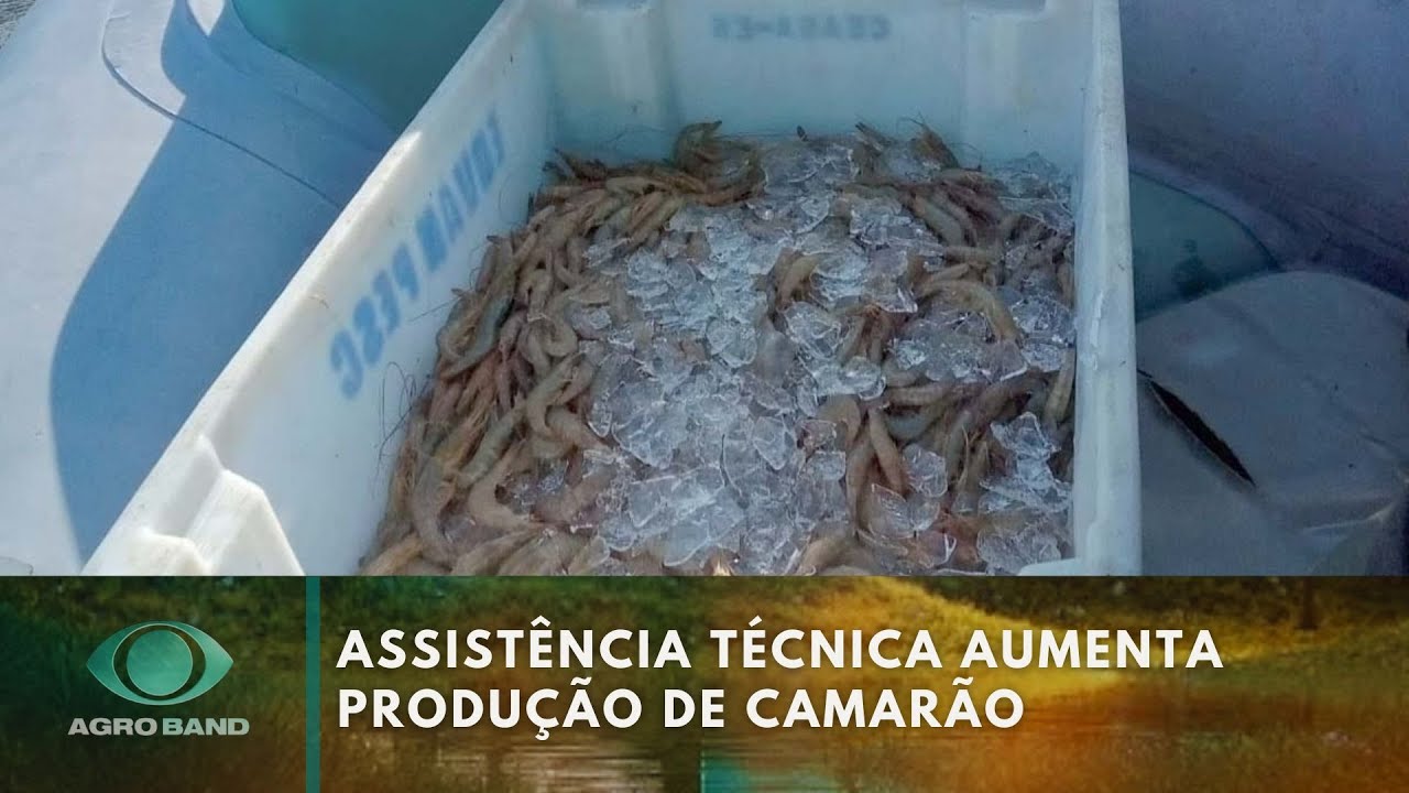Assistência técnica aumenta produção de camarão