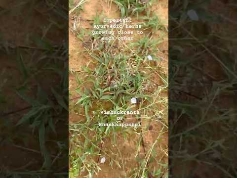 #AyurvedicHerbIdentification#AudumbaraOrganicFarms#Kantakaari#Purusharatna#ShankhapushpiVishnukranta