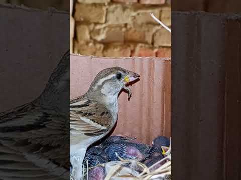 Tiny Sparrow Babies in the Nest (p 9) #shorts