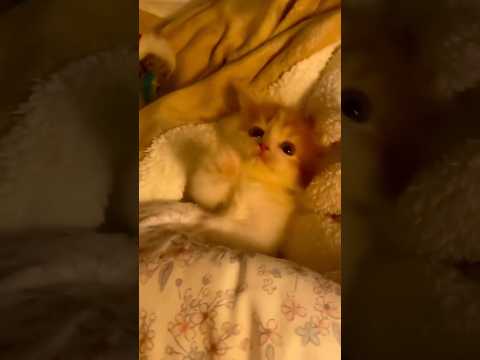 かわいい猫の元気な姿を楽しむ癒し動画 サムネイル