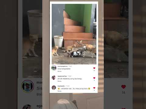 kucing : Gw bukan ibu kandung kalian woi lah 🥲 #kucing #fyp #videolucu