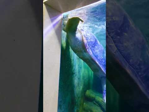 Giant Turtle Makes a Break for Freedom in Shanghai