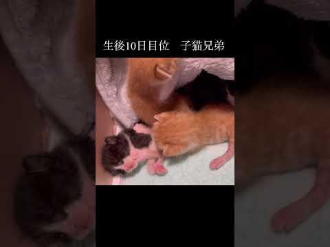 兄弟猫をなでなで#保護猫 #子猫 #kitten #cat