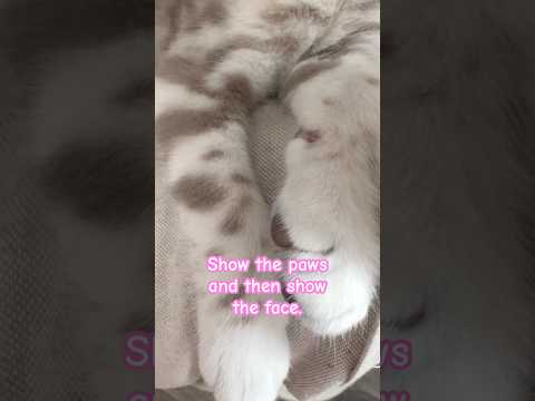 How is this kitten so cute? #helpmemakethismakesense #cat #cute #haveitoldyoulatelythatiloveyou