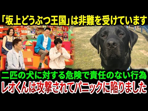 【危險すぎる】「坂上どうぶつ王國」プログラムは、2匹の犬に對する責任不足な行動により、レオくんが攻撃されパニックに陷ったことで非難の嵐を受けました。 | JBizインサイダー