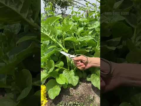 Thu hoạch Rau Mồng Tơi - Rạng Đông Seeds #hatgiongrangdong #rangdongseeds