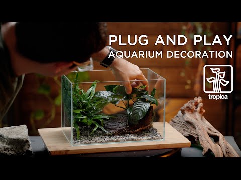 The ULTIMATE 'plug and play' aquarium decor plant  If you would like to support my work, please become a channel member, it would mean a lot to me. Tha